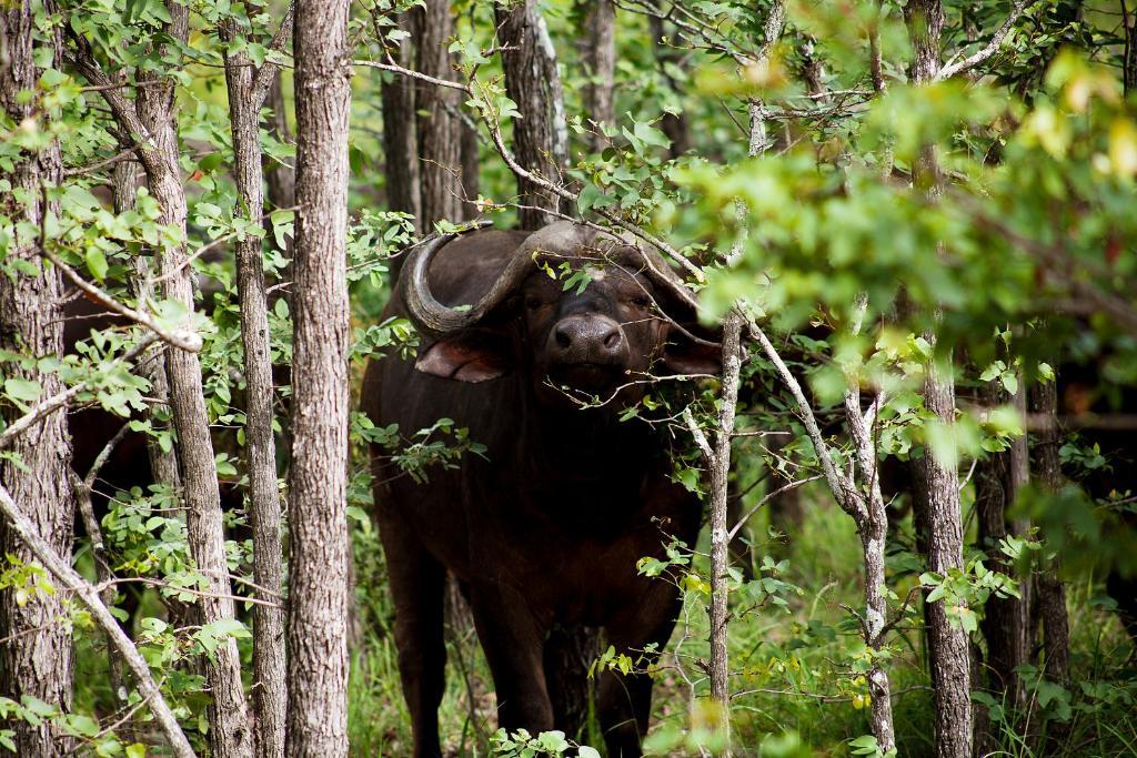 Simbavati River Lodge ทิมบาวาตีเกมรีเซิร์ฟ ภายนอก รูปภาพ