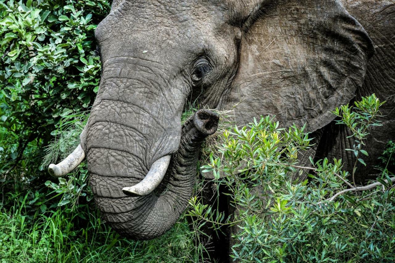 Simbavati River Lodge ทิมบาวาตีเกมรีเซิร์ฟ ภายนอก รูปภาพ