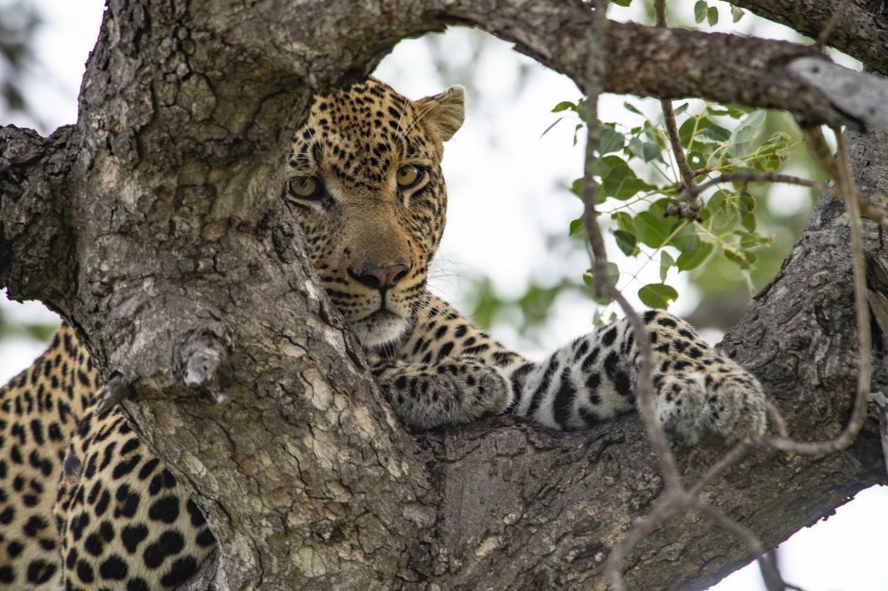 Simbavati River Lodge ทิมบาวาตีเกมรีเซิร์ฟ ภายนอก รูปภาพ